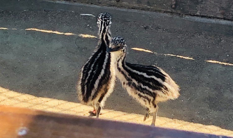 Emu chicks