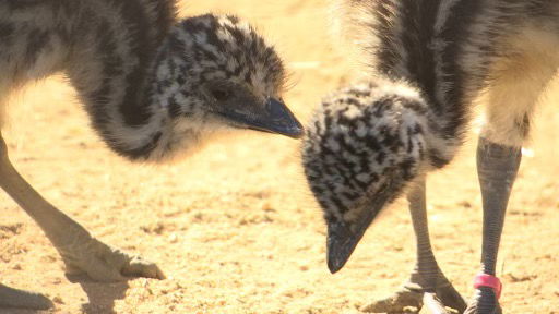 Emu chick brothers