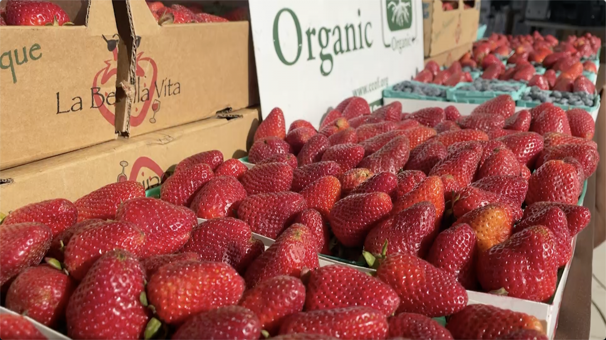 Strawberries from KEM Farms in Santa Maria on display at the Pismo Beach Farmers Market. The market made its return at the Pismo Beach Promenade on Wednesday, April 14.