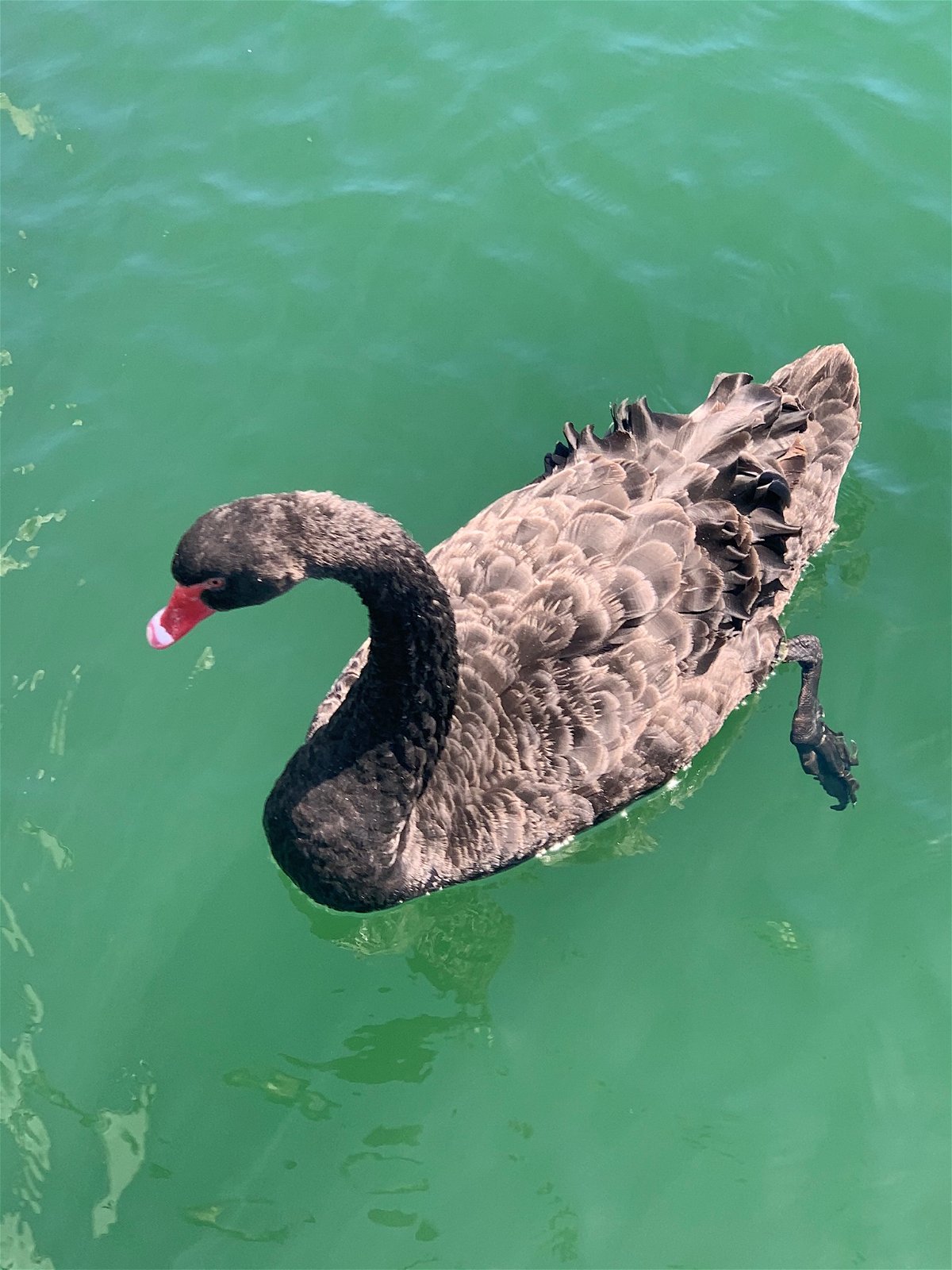 Mantle Ernæring Konklusion Mysterious black swans spotted in Santa Barbara Harbor | NewsChannel 3-12