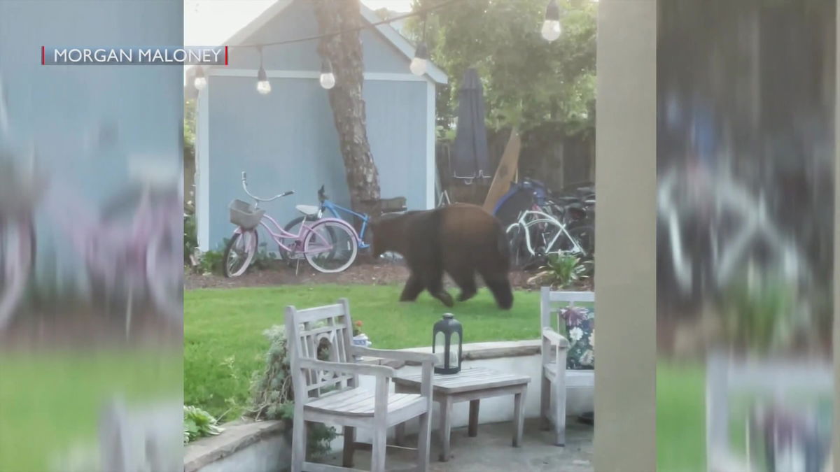 Black bear caught on camera roaming Montecito neighborhood | News ...