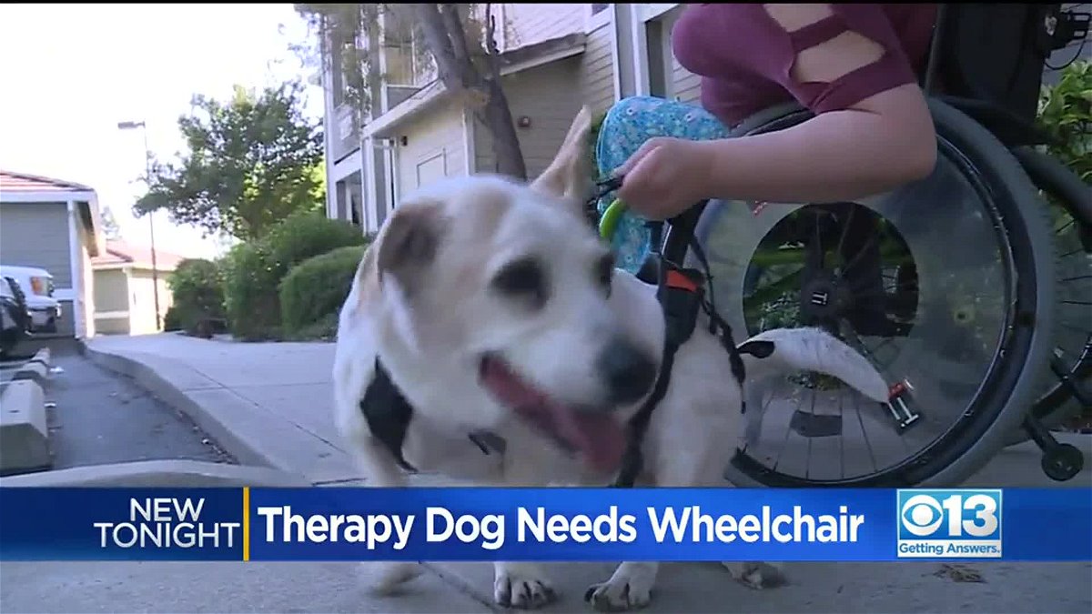 Assist rolls in for remedy canine needing wheelchair