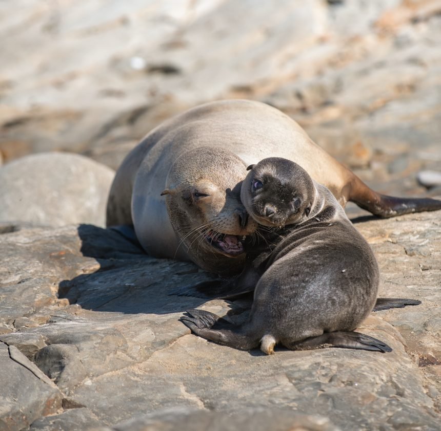 california seal lion pup born at santa barbara harbor relocated to private beach 3