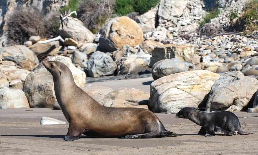 california seal lion pup born at santa barbara harbor relocated to private beach 4