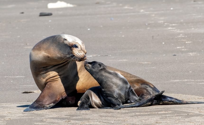california seal lion pup born at santa barbara harbor relocated to private beach 5