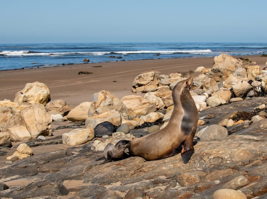 california seal lion pup born at santa barbara harbor relocated to private beach 1