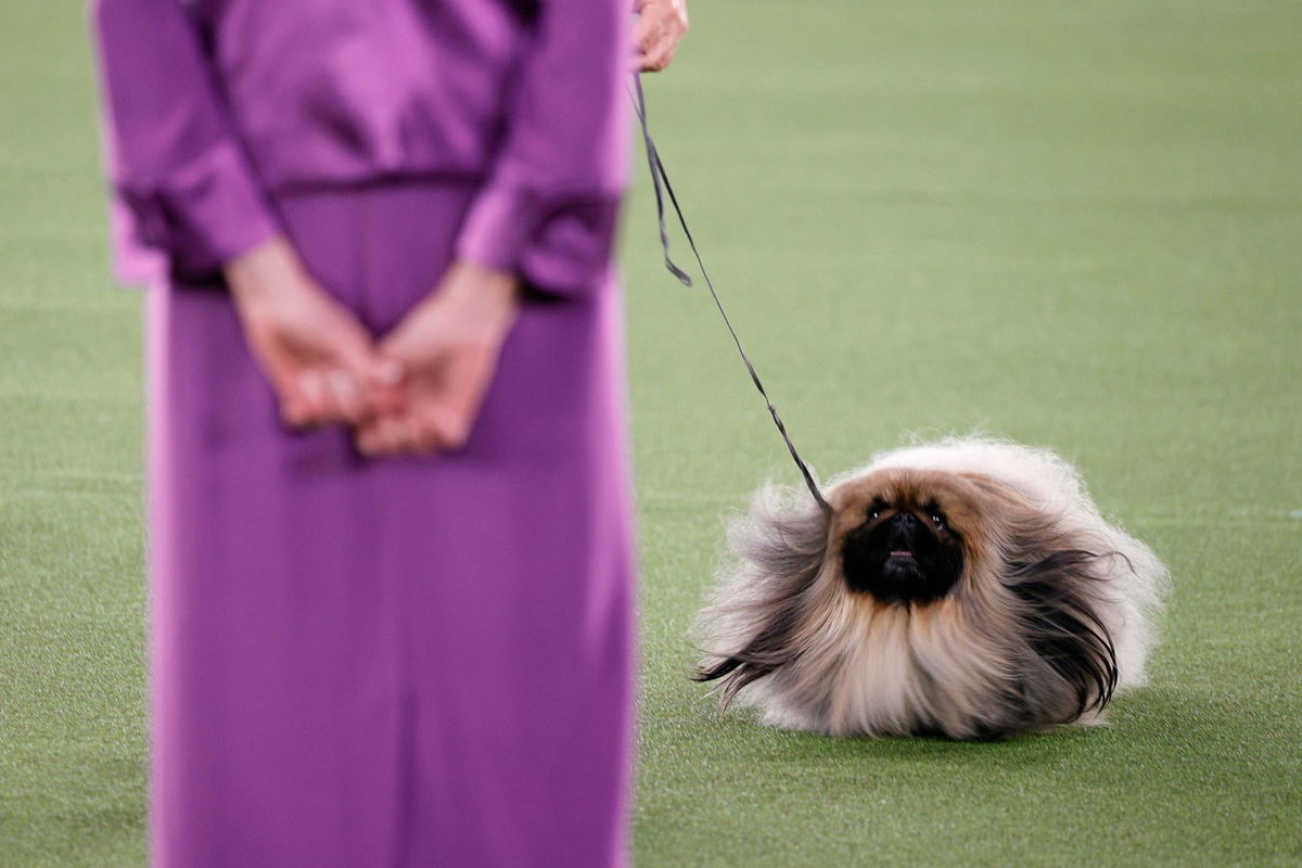 what tv station is the westminster dog show on