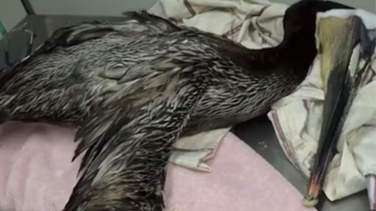 Someone is injuring pelicans in Orange County, a wildlife care organization says.