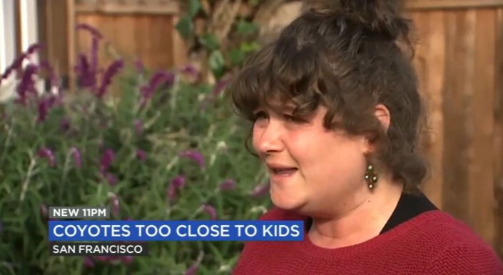 <i>KGO</i><br/>Laila O'Boyle was at Golden Gate Park with her young children when she said a coyote came uncomfortably close to her family.