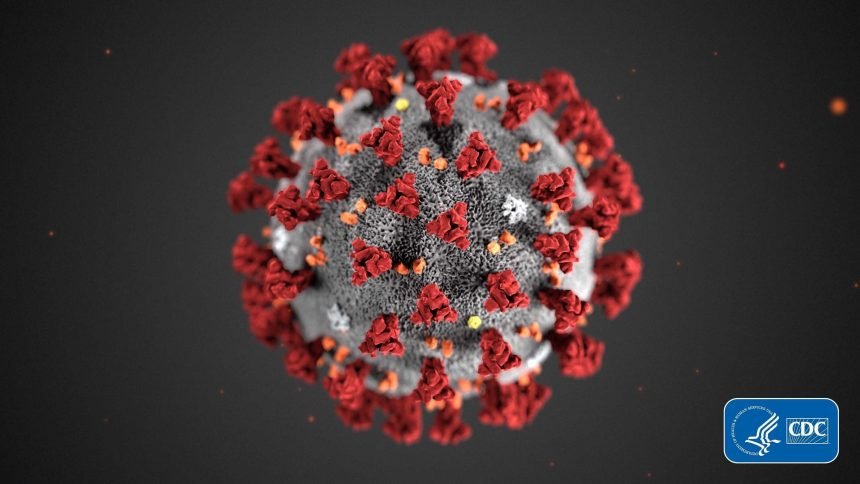 The CDC's model of the coronavirus is shown here. The CDC says fully vaccinated people are less likely than unvaccinated people to become infected with the coronavirus.