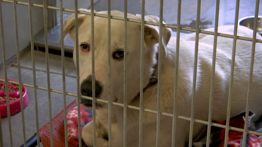 Stray Dog at Santa Barbara County Animal Shelter