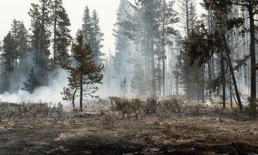Forest undergrowth smolders on the north front of the Bootleg Fire on July 23 near Silver Creek