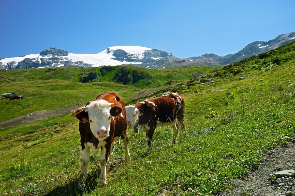 The researchers tested the stomach juices of Alpine cows