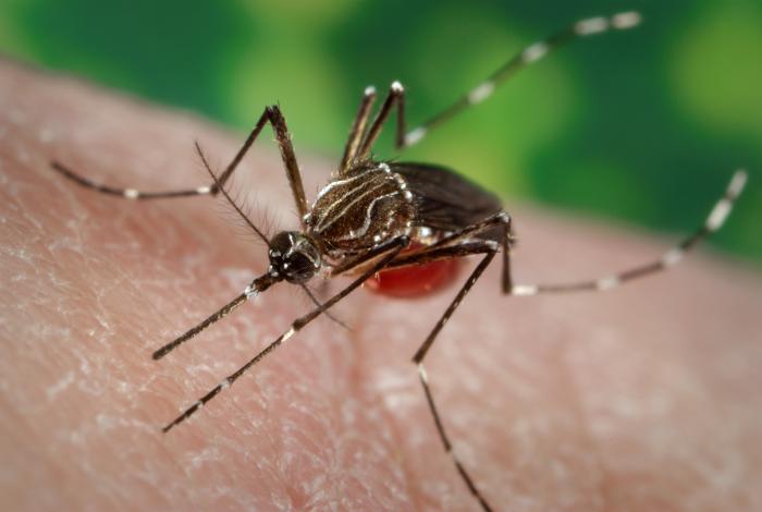 An adult mosquito bites a person.