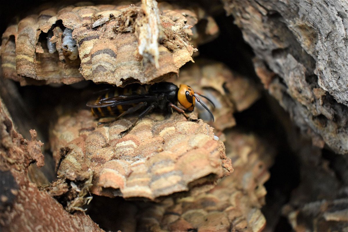 <i>Washington State Department of Agriculture</i><br/>The Washington State Department of Agriculture (WSDA) said Thursday that it had eradicated the first Asian giant hornet nest of the year in the base of a dead alder tree in rural Washington.