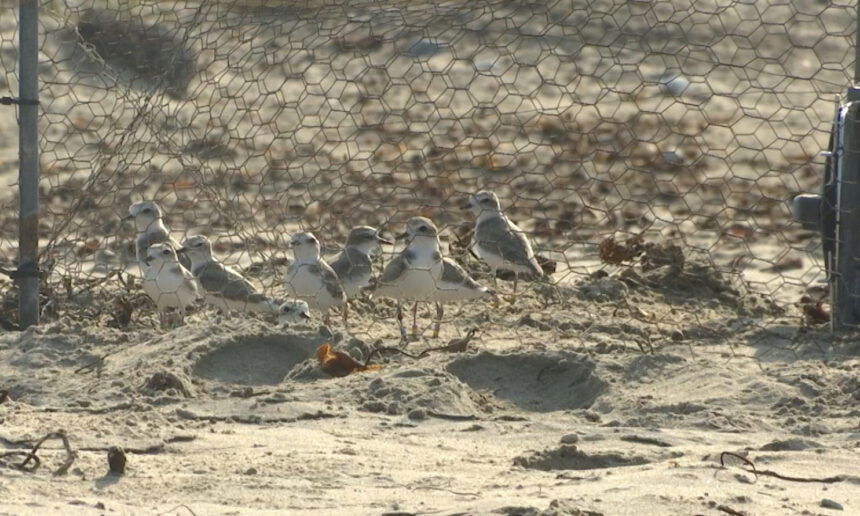 Western Snowy Plover