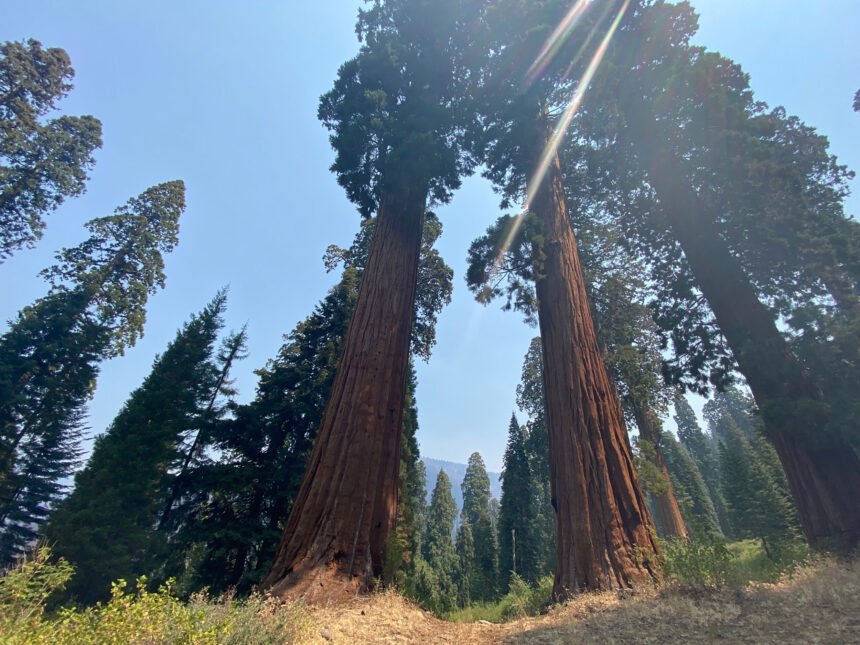 Majestic sequoia trees can live for thousands of years. Climate change could wipe them out | NewsChannel 3-12 - KEYT