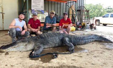 John Hamilton and his hunting party brought in a 13-foot-5-inch alligator with some surprises inside.
