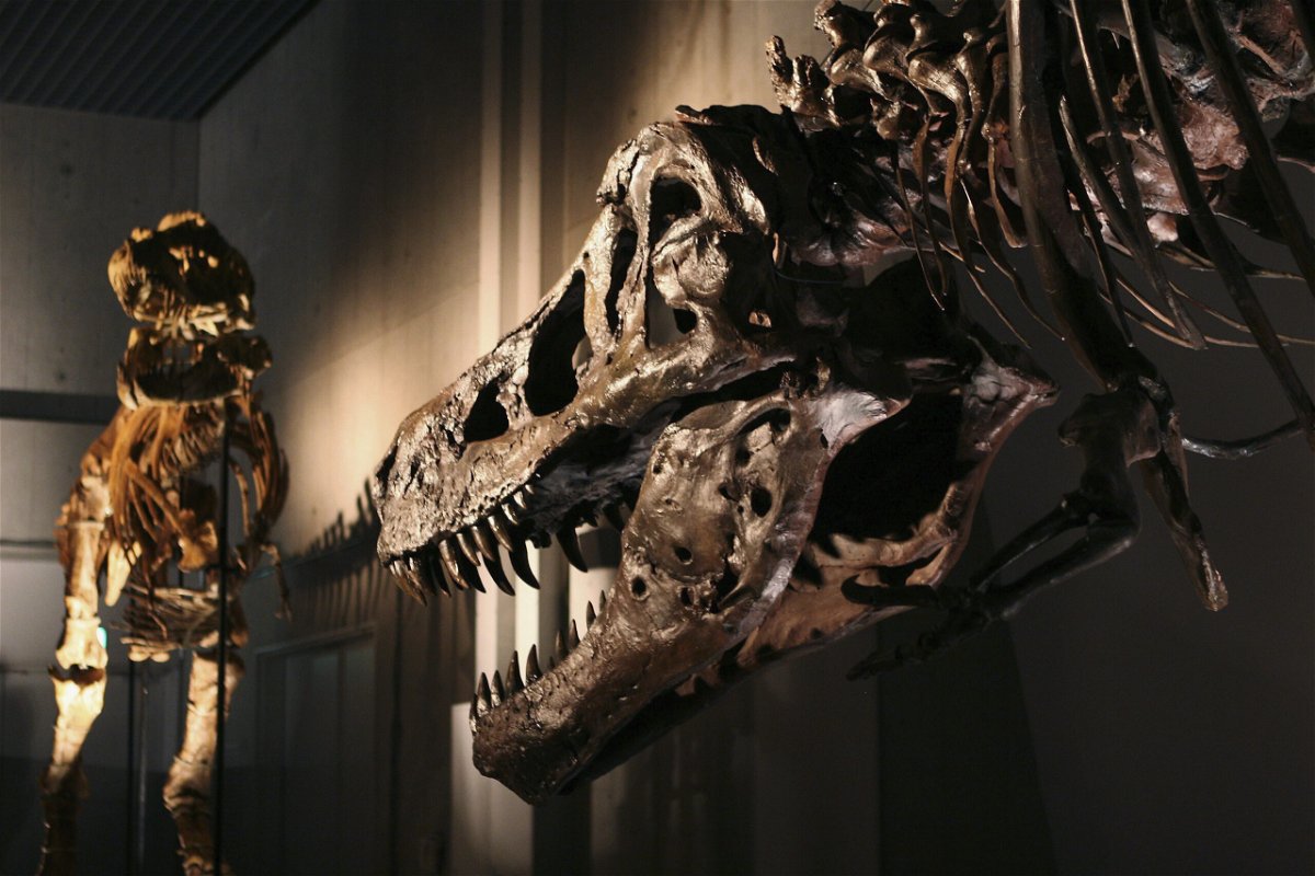 <i>Koichi Kamoshida/Getty Images</i><br/>The lower jaw of SUE the T. rex is pitted with holes. Experts believe they were the result of a parasitic infection.