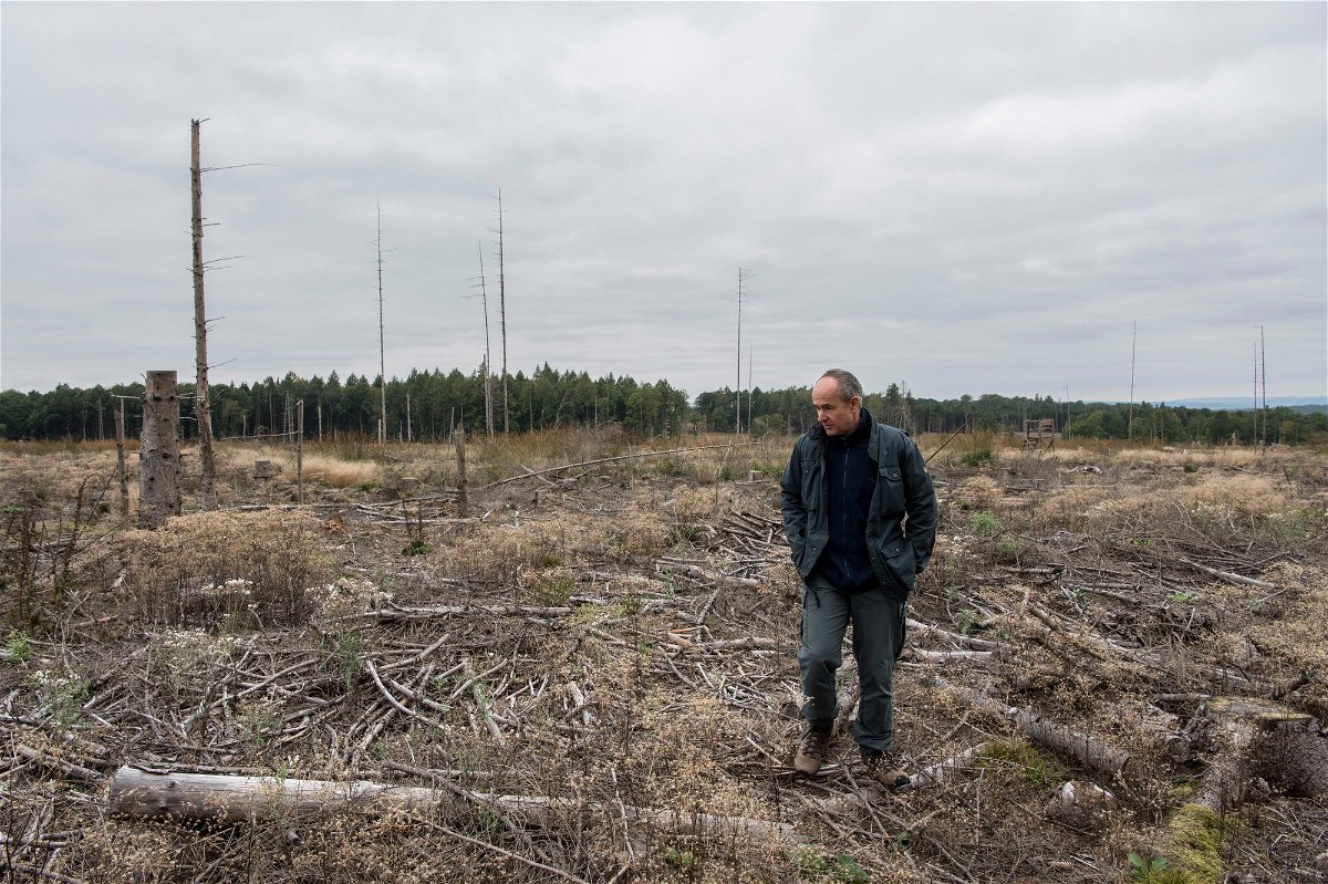 <i>Helena Schätzle/Laif/Redux for CNN</i><br/>Peter Meyer shows an area where trees were completely destroyed by the bark beetle.