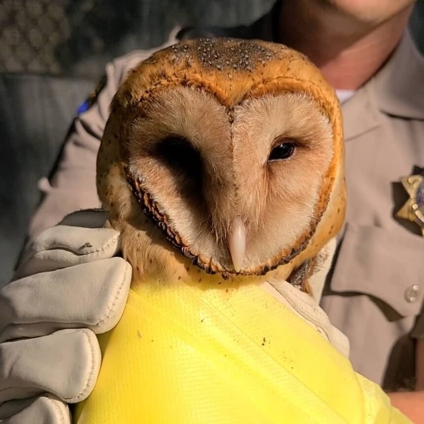 injured barn owl refugio road rescue 102121