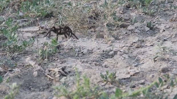 <i>Colorado Parks and Wildlife KCNC</i><br/>Oklahoma brown tarantulas migrate through La Plata County