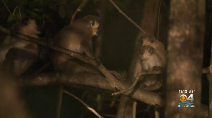 <i>WFOR</i><br/>Monkeys sit in a tree in Dania Beach