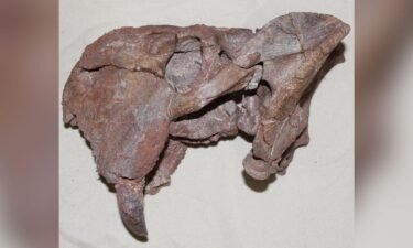This is the left side of the skull of the dicynodont Dolichuranus from Tanzania. The large tusk is visible at the lower left of the specimen.