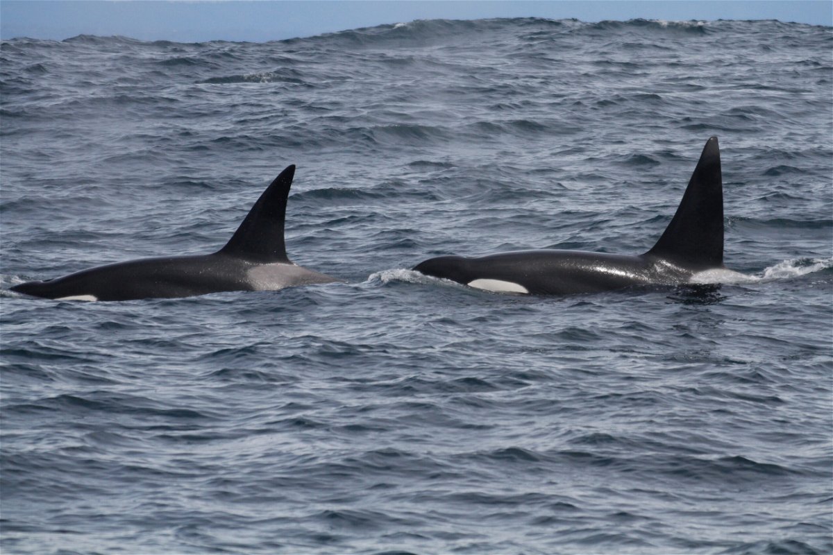<i>Josh McInnes</i><br/>Two male outer coast transient killer whales