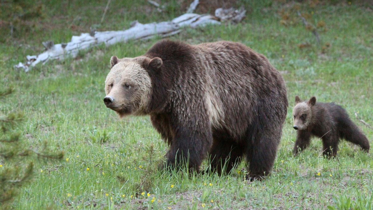 You come across a bear. Your next move is very important. Do you know what  to do?