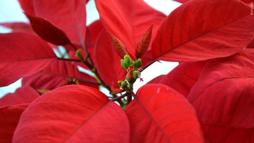 Poinsettia Generic