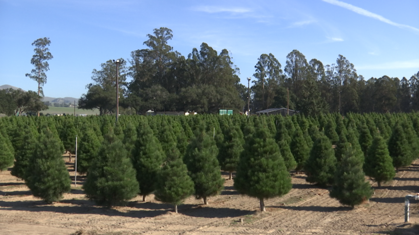 Holloway's Christmas Trees farm