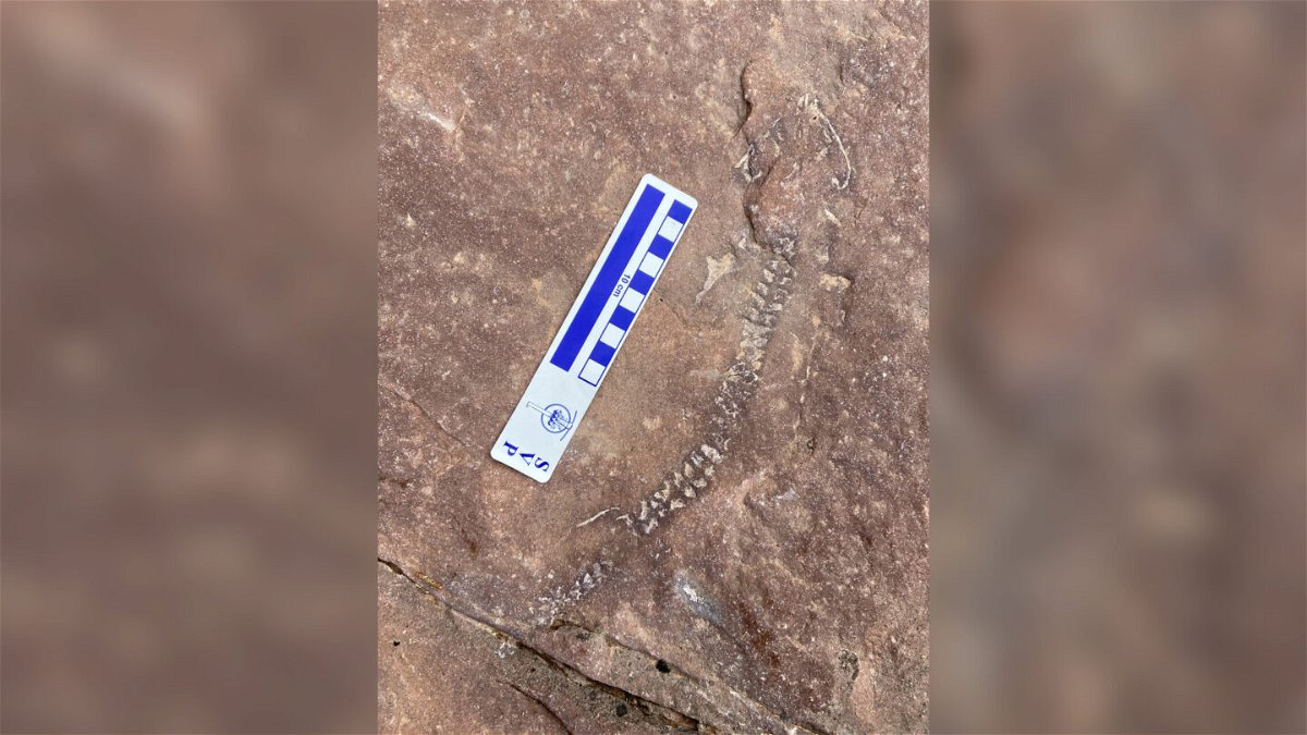 <i>Adam Marsh/National Park Service</i><br/>The fossil discovery at Canyonlands National Park was a rare intact skeleton.