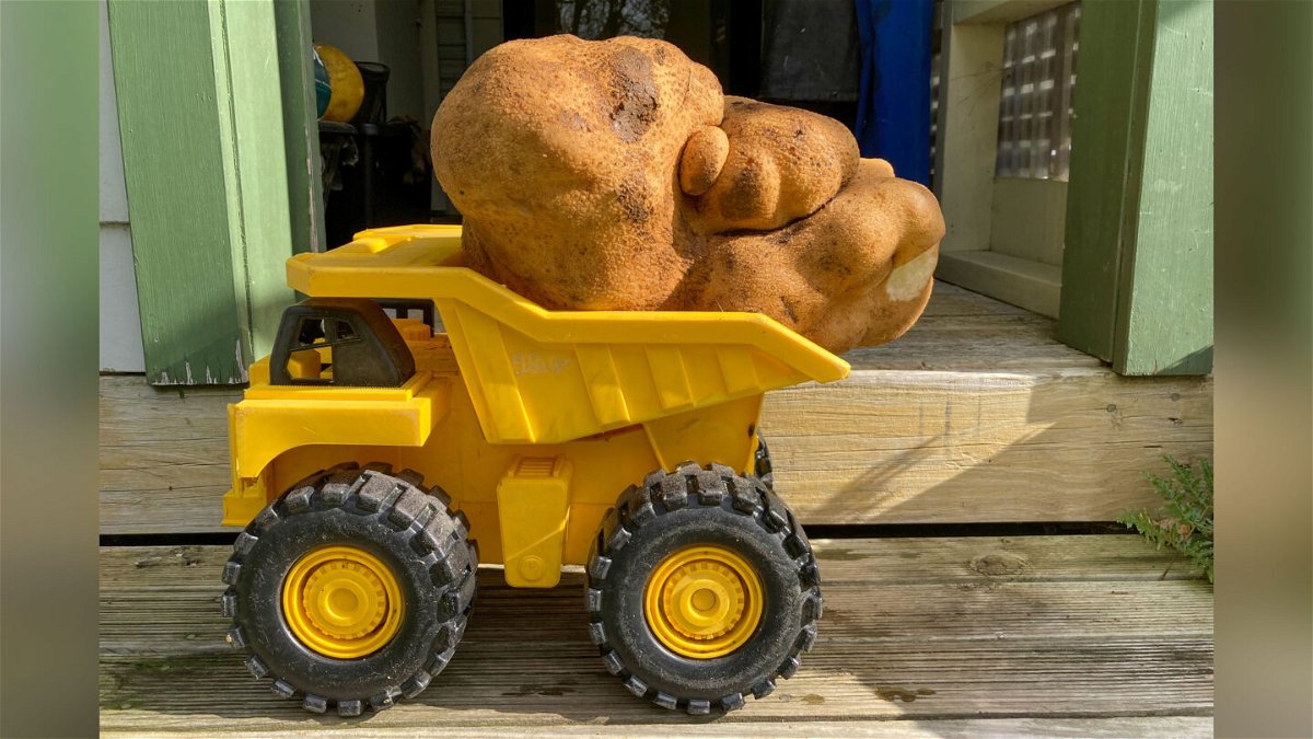 <i>Donna Craig-Brown/AP</i><br/>A large potato sits on a toy truck at Donna and Colin Craig-Browns home.