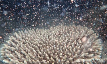 The Great Barrier Reef has "given birth" in its annual coral spawn