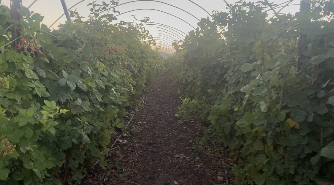 Agriculture fields are muddy this week after the recent rain, but that's good news to local growers like Talley Farms.