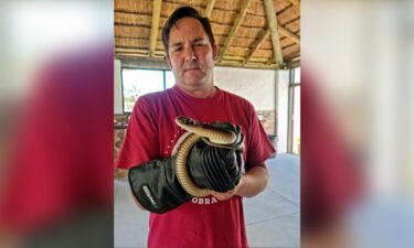 Snake catcher Gerrie Heyns recovered the animal from the family's tree.