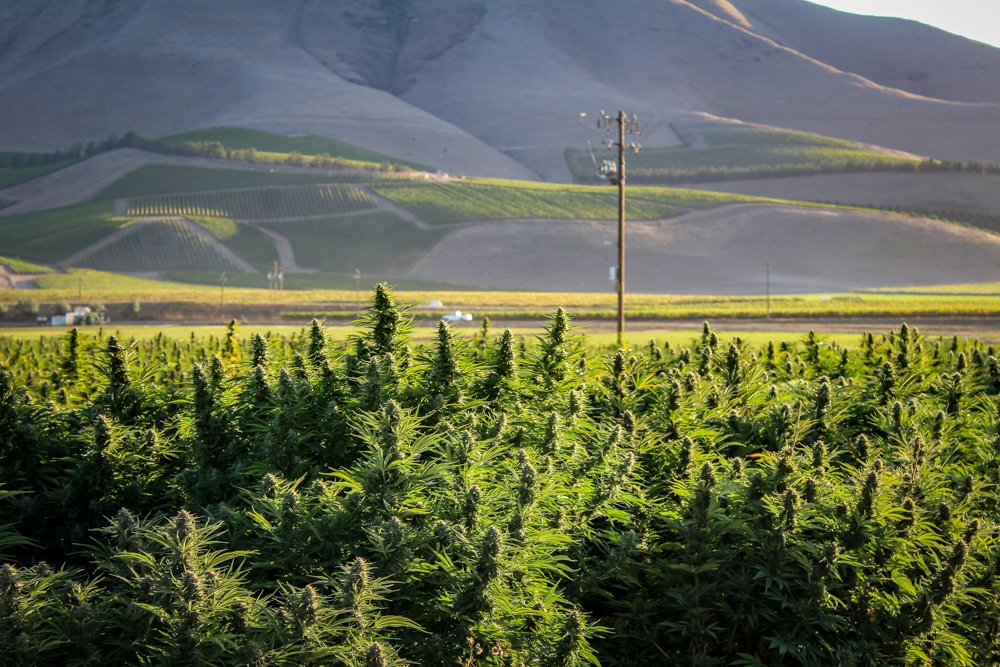 Hemp is currently grown on 179 acres in Santa Barbara County under a research program run by Allan Hancock College.