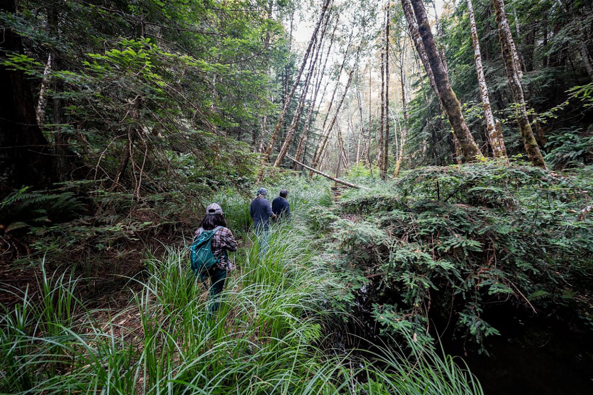 <i>Paul Roberts Wolf Wilson/Save the Redwoods League</i><br/>InterTribal Sinkyone Wilderness Council representatives and Save the Redwoods League staff visiting Tc'ih-Léh-Dûñ in June 2021.
