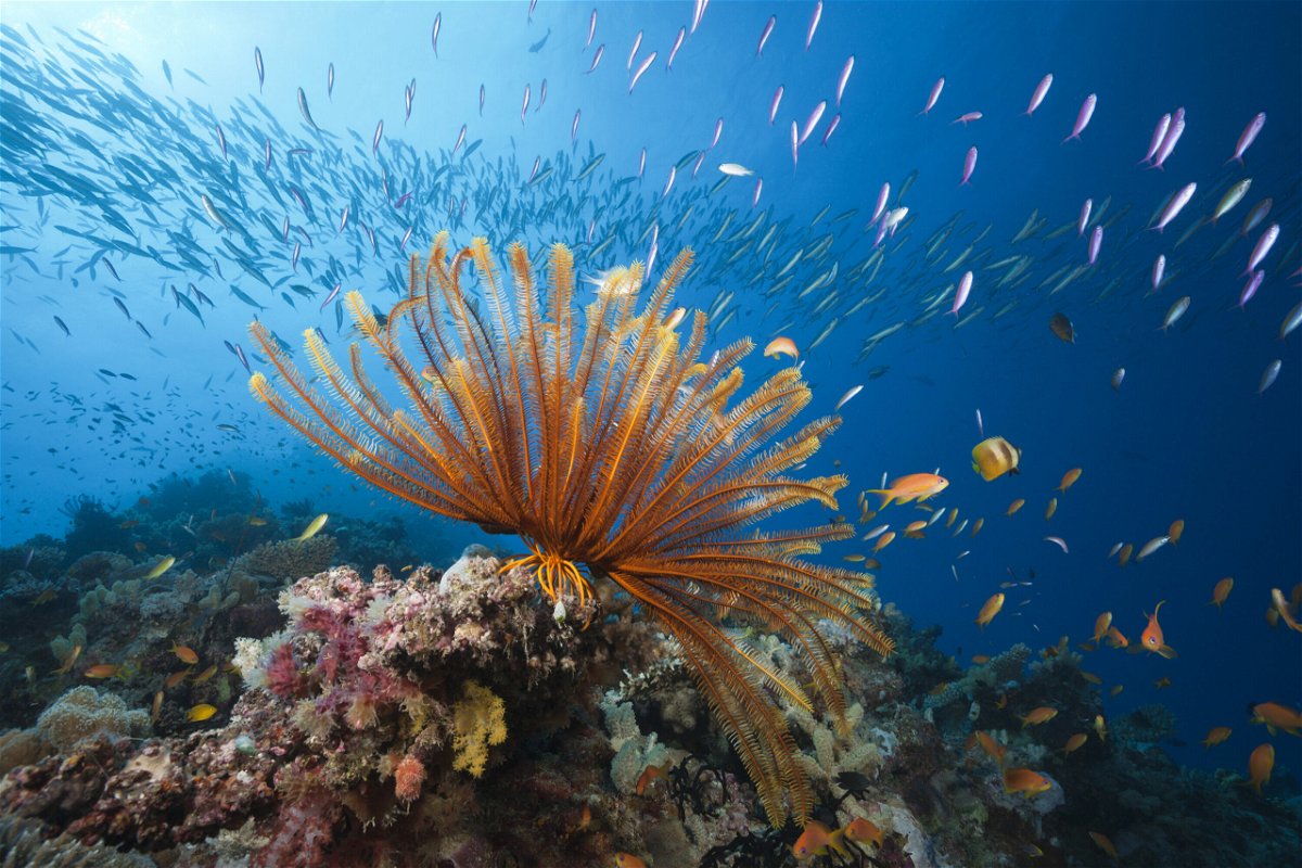 <i>Reinhard Dirscherl/ullstein bild/Getty Images)</i><br/>The Australian government pledged $700 million to protect the Great Barrier Reef