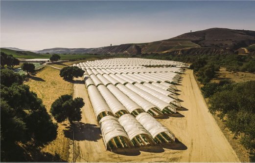 A 24-acre cannabis operation at 5645 Santa Rosa Road west of Buellton was approved 3-1 by the county Board of Supervisors this week.