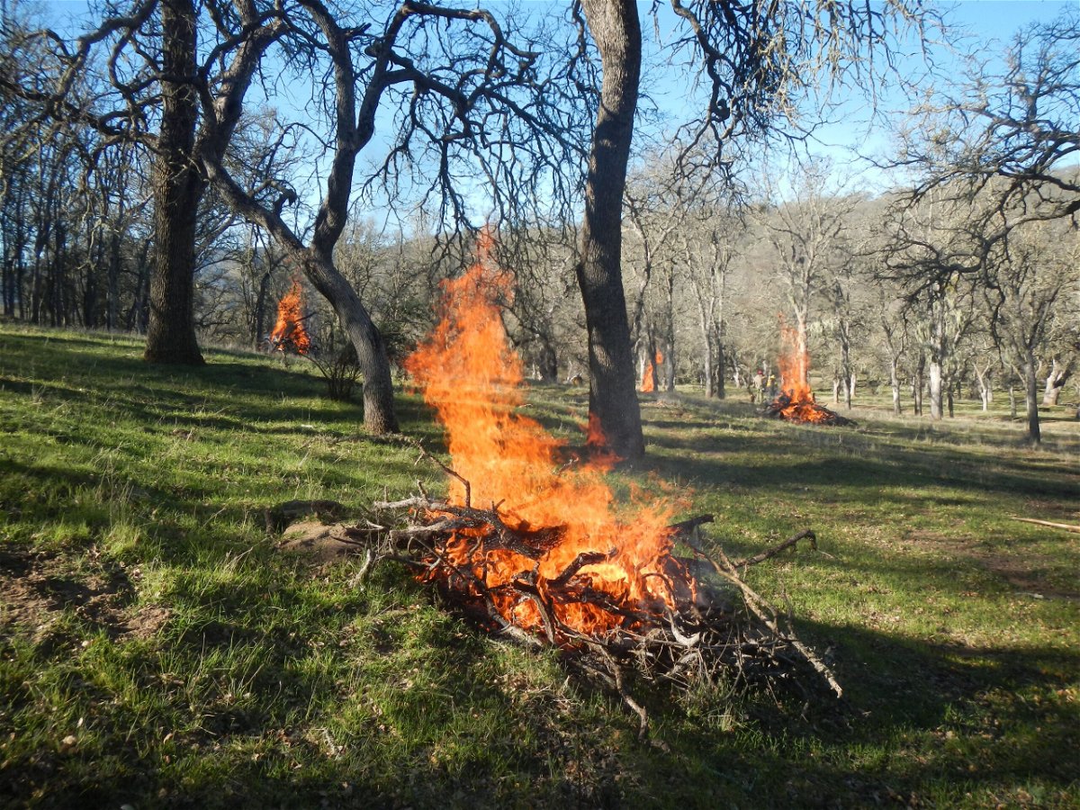 Past prescribed burn at Figueroa Mountain in Santa Barbara County