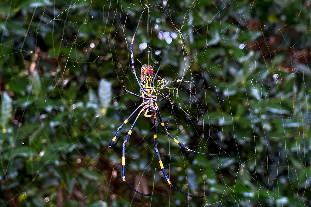 <i>Alex Sanz/AP</i><br/>Jorō spiders weave golden webs in open areas such as some hiking and biking paths.