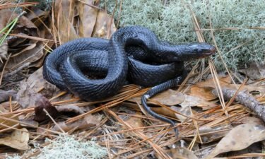 The elusive Eastern Indigo snake is pictured