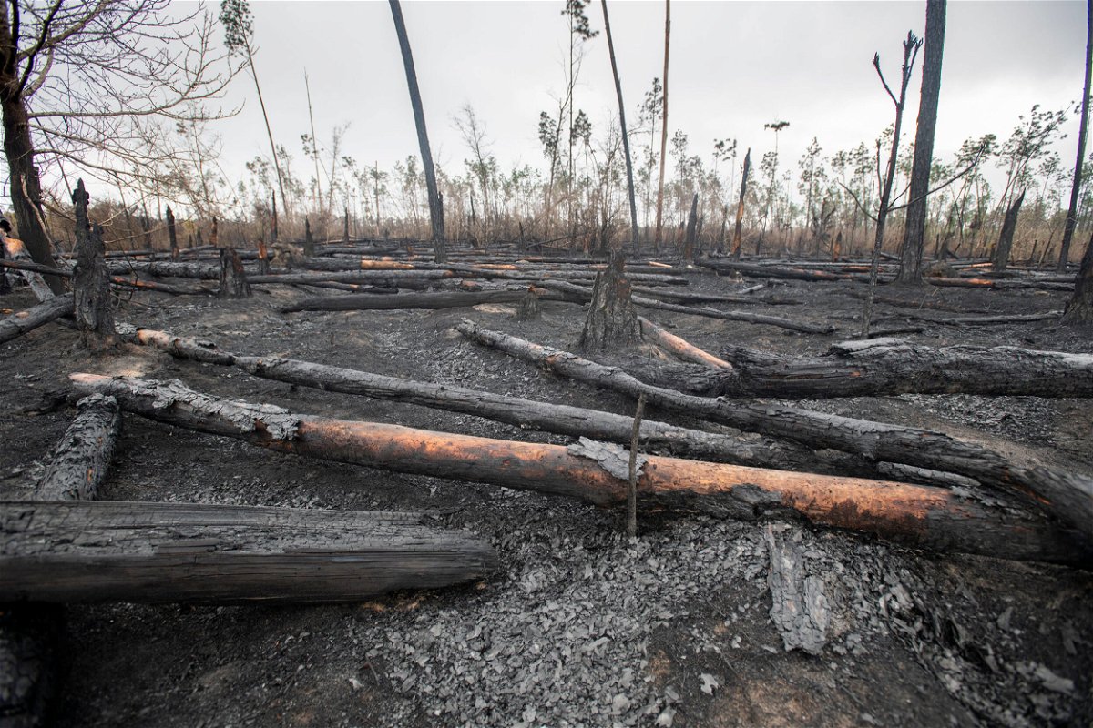 <i>Gregg Pachkowski/USA Today Network</i><br/>Trees knocked down by Hurricane Michael are charred in a hot spot that recently burned in the Broad Branch Community as rangers and firefighters from throughout the state continue to battle wildfires in Calhoun County in Florida near Panama City on Wednesday