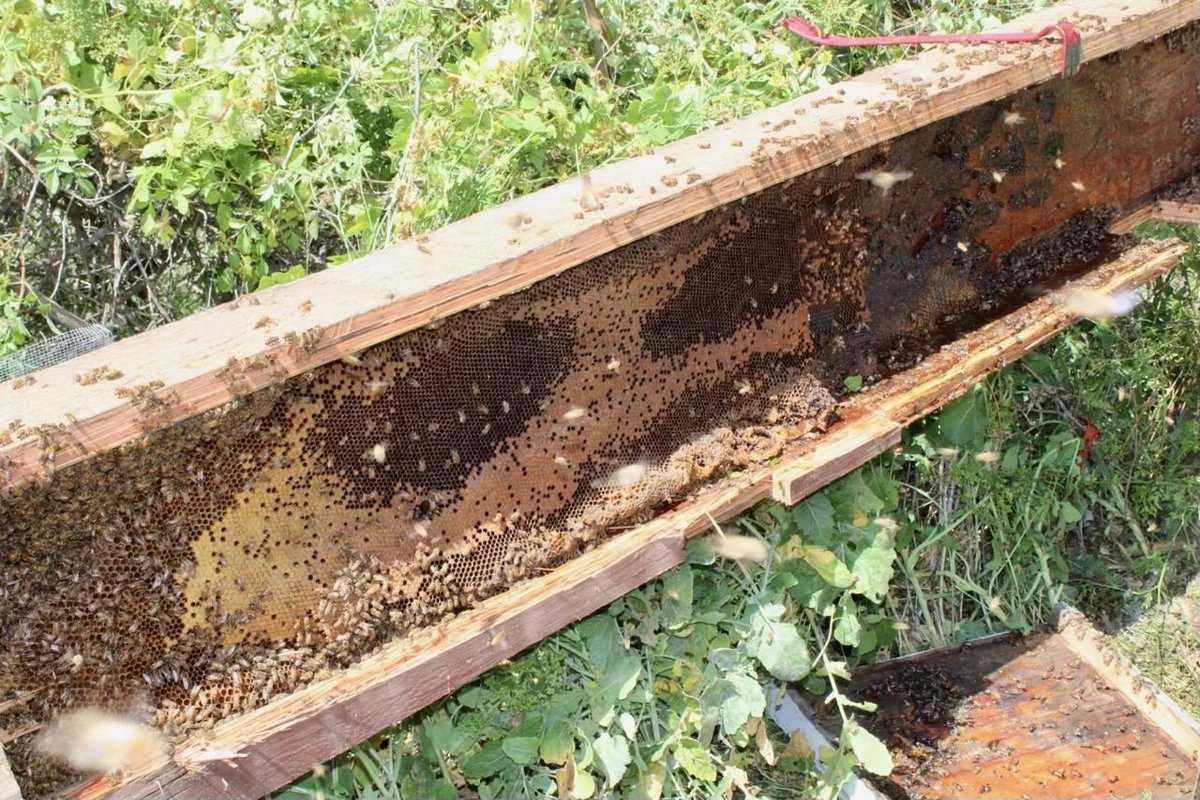 caltrans-crews-safely-removed-8-foot-long-beehive-found-while-working