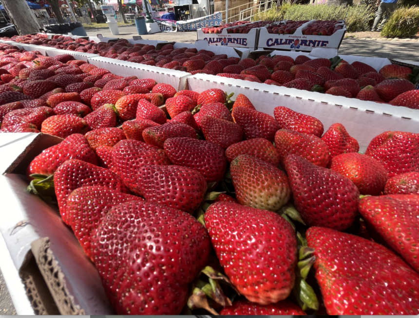 Strawberry Festival shines spotlight on Santa Maria's most important