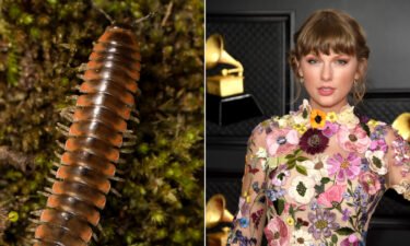 An entomologist named a new species of millipede Nannaria swiftae after pop star Taylor Swift.