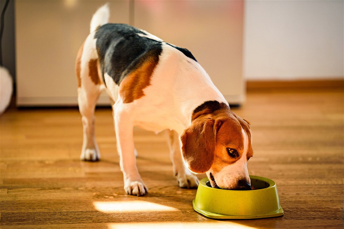 <i>Przemyslaw Iciak/Adobe Stock</i><br/>Pet food dishes have ranked highly among most contaminated household objects