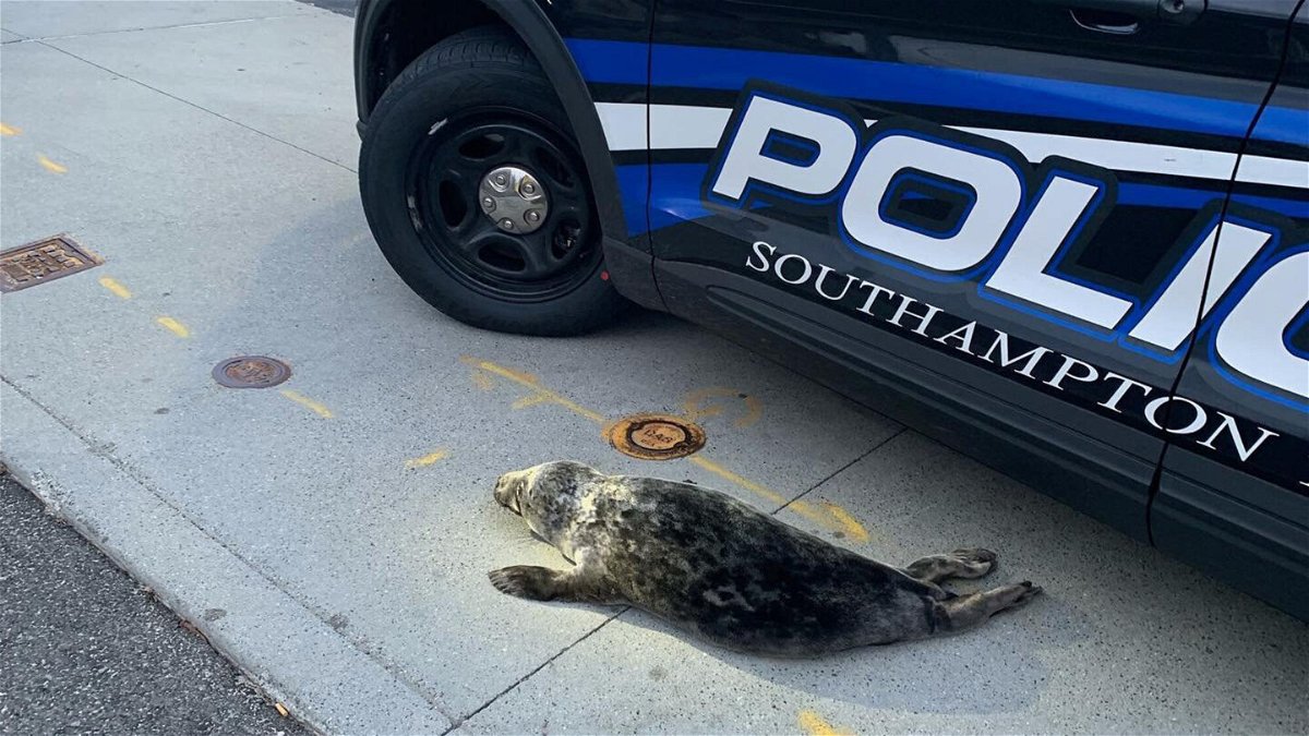 <i>Southampton Police</i><br/>A seal was found in a traffic circle in Southampton